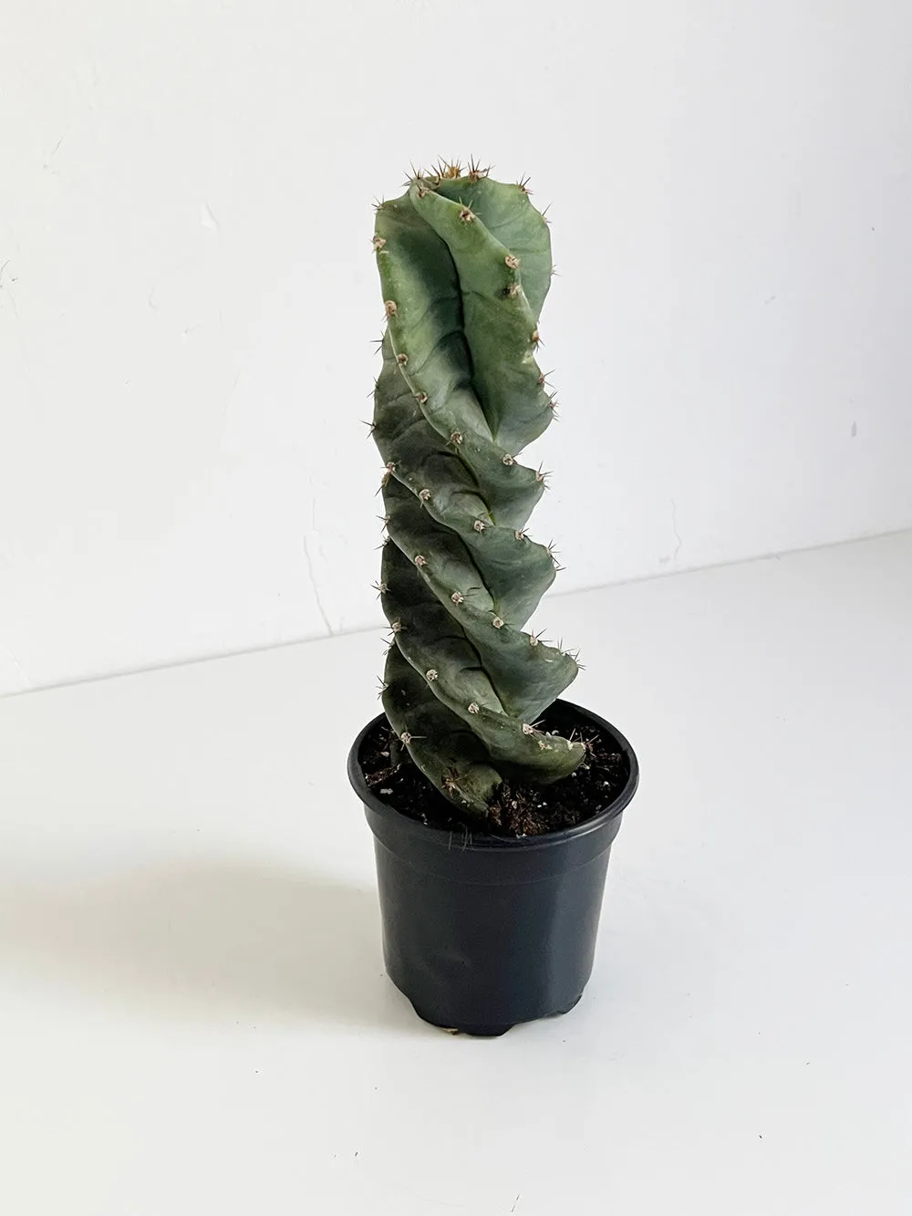 Spiral Cactus - Succulent Plant Nursery and Care Tips