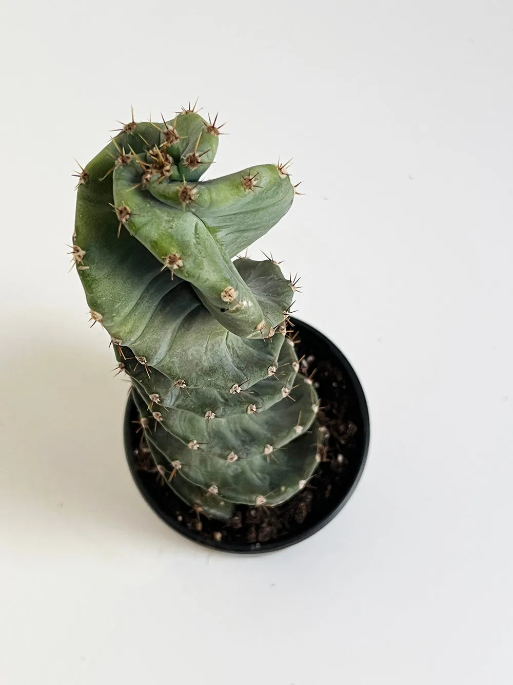 Spiral Cactus - Succulent Plant Nursery and Care Tips